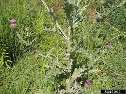 Image result for Onopordum acanthium
