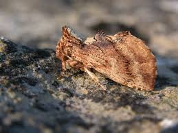 Attēlu rezultāti vaicājumam “Ptilodon capucina”