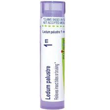 Attēlu rezultāti vaicājumam “Ledum palustre fruit”