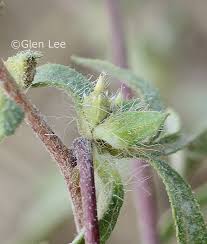Attēlu rezultāti vaicājumam “Ambrosia artemisiifolia bud”