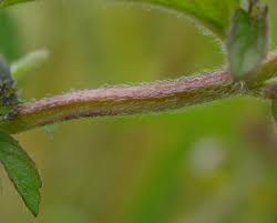 Attēlu rezultāti vaicājumam “Mentha x verticillata”