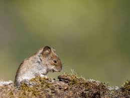 Attēlu rezultāti vaicājumam “Apodemus agrarius”
