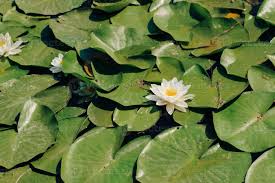 Attēlu rezultāti vaicājumam “Nymphaea candida flower”