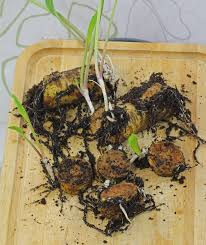 Attēlu rezultāti vaicājumam “Armoracia rusticana bud”