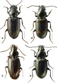Attēlu rezultāti vaicājumam “Bembidion sp.”