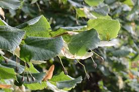 Attēlu rezultāti vaicājumam “Tilia x vulgaris”