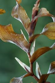 Attēlu rezultāti vaicājumam “Potamogeton praelongus leaf”