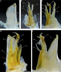 Attēlu rezultāti vaicājumam “Ommatoiulus vilnensis”