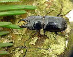 Attēlu rezultāti vaicājumam “Ceruchus chrysomelinus”