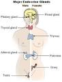 SEER Training: Endocrine Glands &amp; Their Hormones