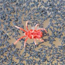 Attēlu rezultāti vaicājumam “Trombidiidae”