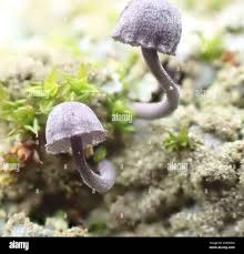 Attēlu rezultāti vaicājumam “Mycena pseudocorticola”
