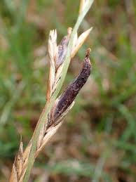 Attēlu rezultāti vaicājumam “Claviceps purpurea”
