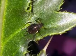 Attēlu rezultāti vaicājumam “Aphis fabae”