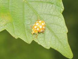 Attēlu rezultāti vaicājumam “Halyzia sedecimguttata”