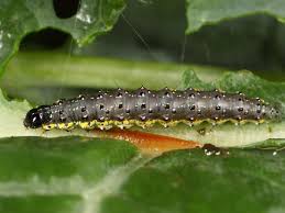 Attēlu rezultāti vaicājumam “Evergestis pallidata”