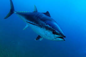 Image result for Thunnus thynnus