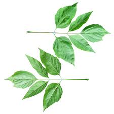 Attēlu rezultāti vaicājumam “Acer negundo leaf”