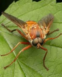 Attēlu rezultāti vaicājumam “Cribraria ferruginea”