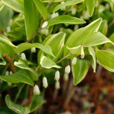 Attēlu rezultāti vaicājumam “Polygonatum odoratum bud”