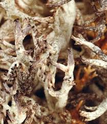 Attēlu rezultāti vaicājumam “Cladonia mitis”