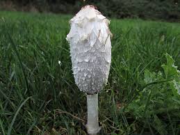 Image result for coprinus