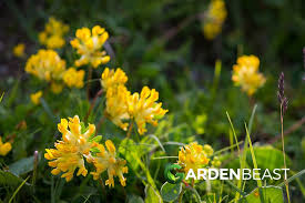 Image result for Anthyllis vulneraria