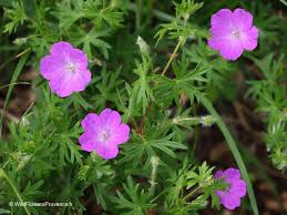 Attēlu rezultāti vaicājumam “Geranium sanguineum leaf”