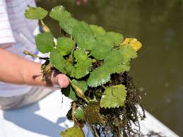 Attēlu rezultāti vaicājumam “Trapa natans”