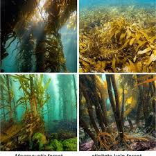 Attēlu rezultāti vaicājumam “Tubifera applanata macro”