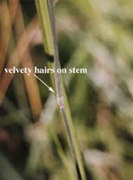 Attēlu rezultāti vaicājumam “Holcus lanatus  fruit”