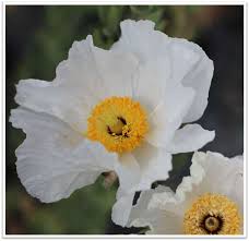 Image result for Romneya coulteri
