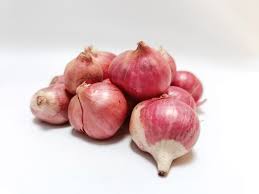 Attēlu rezultāti vaicājumam “Allium cepa”