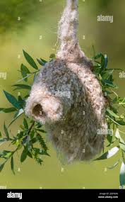 Attēlu rezultāti vaicājumam “Remiz pendulinus nest”