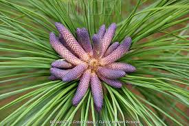 Attēlu rezultāti vaicājumam “Pinus sylvestris male flower”