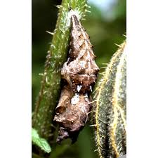 Attēlu rezultāti vaicājumam “Polygonia c-album larva”