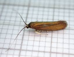 Attēlu rezultāti vaicājumam “Roeslerstammia erxlebella”