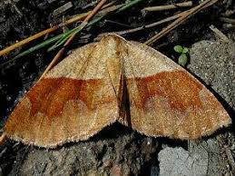 Attēlu rezultāti vaicājumam “Plagodis pulveraria”