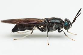 Image result for insect poop