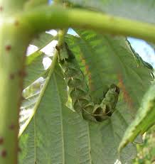 Attēlu rezultāti vaicājumam “Melanchra persicariae larva”