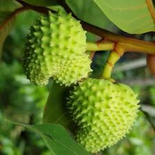 Attēlu rezultāti vaicājumam “Crepis paludosa fruit”