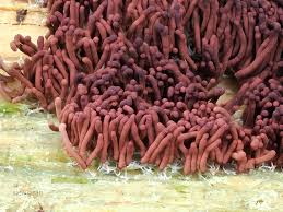 Attēlu rezultāti vaicājumam “Arcyria affinis young”