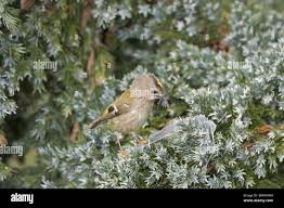 Attēlu rezultāti vaicājumam “Regulus regulus adult”