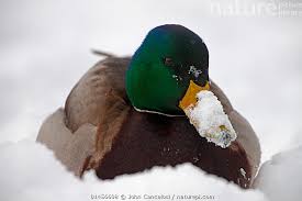 Attēlu rezultāti vaicājumam “Anas platyrhynchos male”