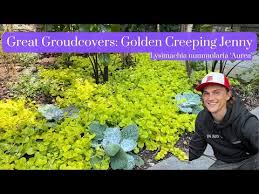 Image result for Lysimachia nummularia