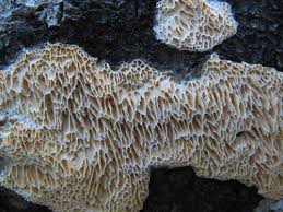 Attēlu rezultāti vaicājumam “Ceriporiopsis aneirina”