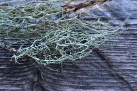 Attēlu rezultāti vaicājumam “Evernia divaricata”