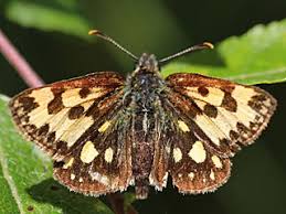 Attēlu rezultāti vaicājumam “Carterocephalus silvicolus”