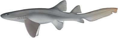 Image result for Nebrius ferrugineus