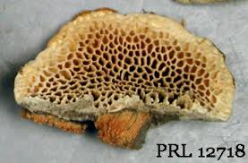 Attēlu rezultāti vaicājumam “Antrodia”